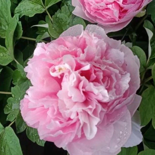 Guifei Chacui Peony high quality