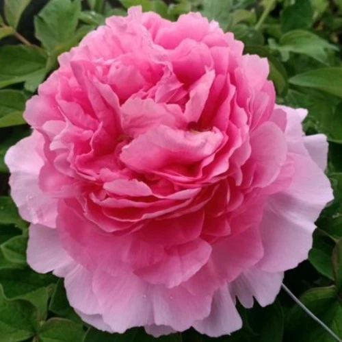 Guifei Chacui Peony price