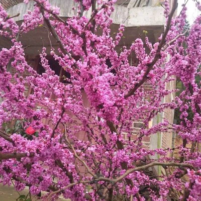 Bauhinia gul ko'chatlari