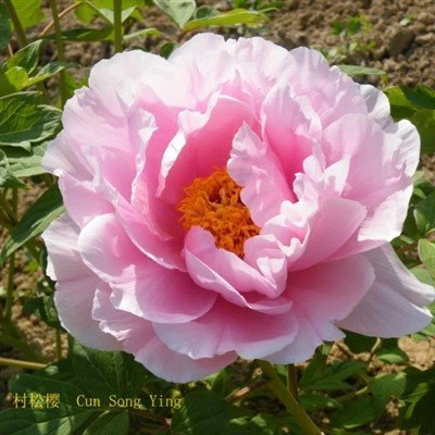 Cun Song Ying Peony