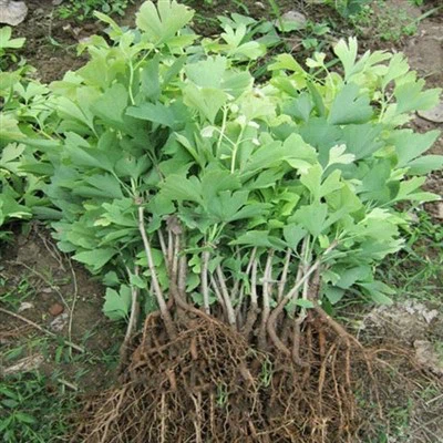 Ginkgo ko'chatlari