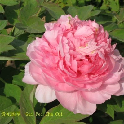 Guifei Chacui pioni