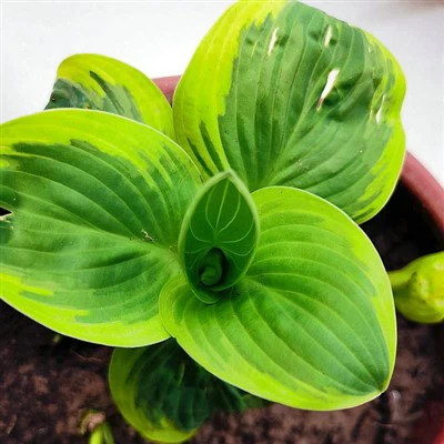 Hosta gul ko'chatlari