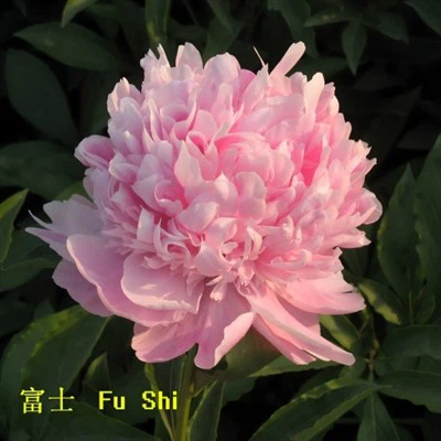 Janob Jyul Elie Peony