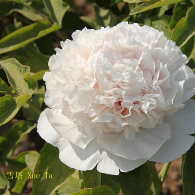 Suffruticosa 'Bai Xue Ta'