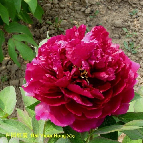 Tree Peony Bai Yuan Hong Xia